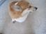 Welsh corgi pembroke Basse - Nej jeg har ikke gravet i haven