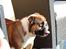 Engelsk bulldog Glory Hunter Kinibox aka Jørgen Jensen