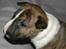 Bullterrier miniature Stubborn Head Danish Danymite aka Loco - 3 uger gammel
