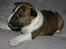 Bullterrier miniature Stubborn Head Danish Danymite aka Loco