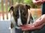 Bullterrier miniature Stubborn Head Danish Danymite aka Loco