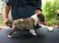 Bullterrier miniature Stubborn Head Danish Danymite aka Loco - 4 uger gammel