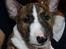 Bullterrier miniature Stubborn Head Danish Danymite aka Loco