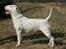 Bullterrier miniature Stubborn Head Danish Danymite aka Loco - Locos far Pagan