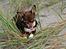 Chihuahua Mighty Draco