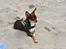 Chihuahua Mighty Draco