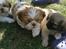 Shih tzu Bella - Hos kennelen, tredje besøg:) 9 uger. 