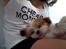 Shih tzu Bella