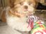Shih tzu Bella