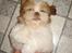 Shih tzu Bella