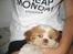 Shih tzu Bella