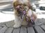 Shih tzu Bella