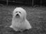 Coton de tulear Daisy