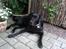 Labrador retriever King