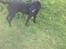 Labrador retriever King