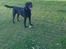 Labrador retriever King