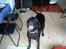 Labrador retriever King