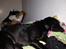 Labrador retriever King