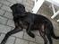 Labrador retriever King