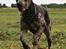 Grand danois Alvin
