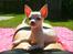 Chihuahua Shiro ("Hvid" på Japansk)