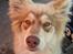 Finsk lapphund Lejoncrona Ecco