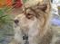 Finsk lapphund Lejoncrona Ecco