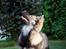Finsk lapphund Outlaw Roxy