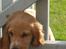 Cocker spaniel Chica - jeg er der næsten