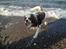 Cavalier king charles spaniel Cocio 2006-2016
