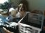 Welsh springer spaniel Flicka †