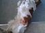 Welsh springer spaniel Flicka †