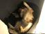 Welsh springer spaniel Flicka † - lige efter operationen. 
stadig glad. men lille pus.
