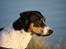 Blanding af racer Pluto - Velkommen til Pluto's profil :)