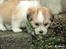 Coton de tulear Daisy