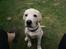 Labrador retriever Django*himmelhund*