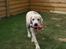 Labrador retriever Django*himmelhund*
