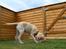 Labrador retriever Django*himmelhund* - leger med pivedyr