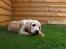 Labrador retriever Django*himmelhund* - tygger i okseluftrør