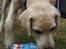 Labrador retriever Django*himmelhund*