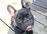 Fransk bulldog Marley - 6 mdr. +
En fantastisk familiehund