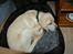 Labrador retriever Django*himmelhund*