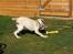 Labrador retriever Django*himmelhund*