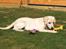 Labrador retriever Django*himmelhund*