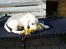 Labrador retriever Django*himmelhund*