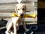 Labrador retriever Django*himmelhund*