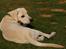 Labrador retriever Django*himmelhund*