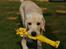 Labrador retriever Django*himmelhund*