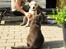 Labrador retriever Django*himmelhund*