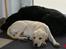 Labrador retriever Django*himmelhund* - Sasha og Django